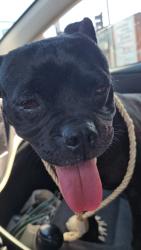 Lost Female Dog last seen Vermont/223rd, West Carson, CA 90502