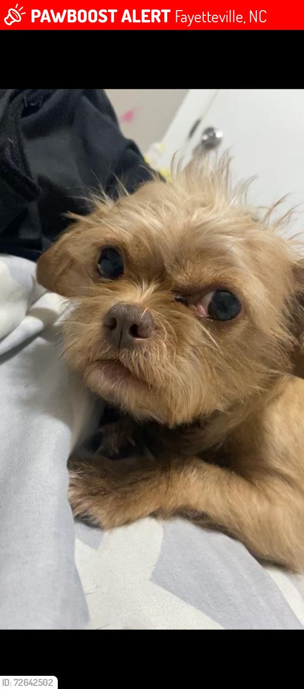 Lost Female Dog last seen Panelway place, Fayetteville, NC 28304