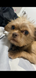 Lost Female Dog last seen Panelway place, Fayetteville, NC 28304