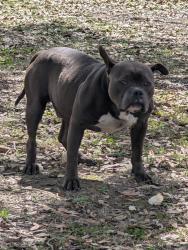 Found/Stray Male Dog last seen Myers Mayo Rd., Ridgeville, SC 29472