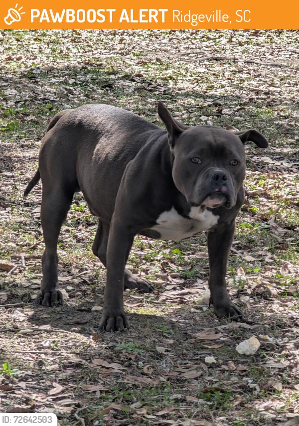 Found/Stray Male Dog last seen Myers Mayo Rd., Ridgeville, SC 29472