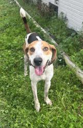 Found/Stray Male Dog last seen Greenfield lake, Wilmington, NC 28401