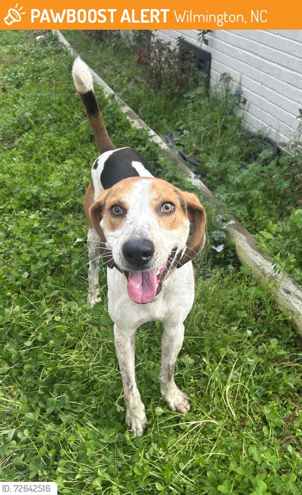 Found/Stray Male Dog last seen Greenfield lake, Wilmington, NC 28401