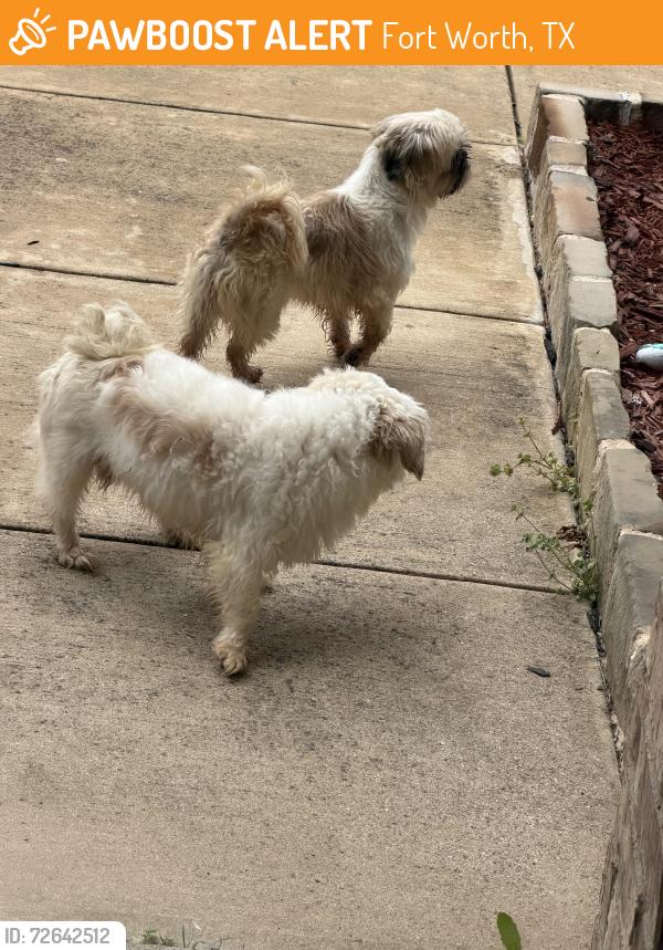 Found/Stray Unknown Dog last seen Thompson and Pine Meadows, Fort Worth, TX 76244