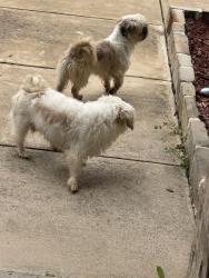 Found/Stray Unknown Dog last seen Thompson and Pine Meadows, Fort Worth, TX 76244