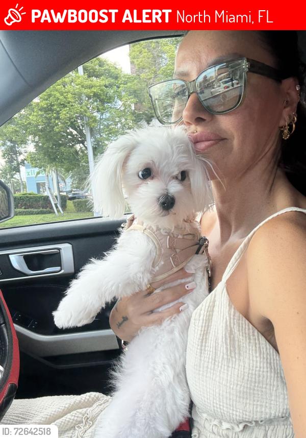 Lost Female Dog last seen Near rd street , North Miami, FL 33181