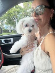 Lost Female Dog last seen Near rd street , North Miami, FL 33181