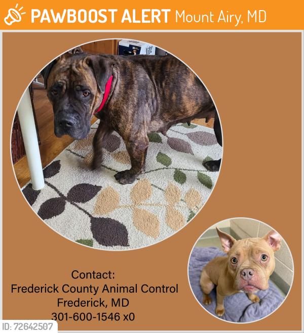 Found/Stray Female Dog last seen Park Ridge Ct, Mount Airy, MD 21771