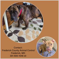 Found/Stray Female Dog last seen Park Ridge Ct, Mount Airy, MD 21771