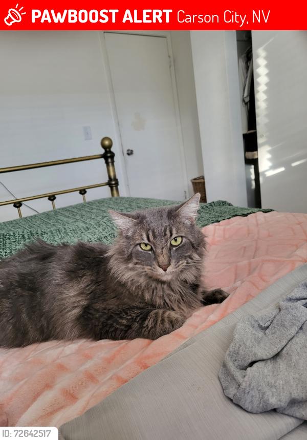 Lost Male Cat last seen 𝑴𝑰𝑳𝑳𝑺 𝑷𝑨𝑹𝑲, Carson City, NV 89701