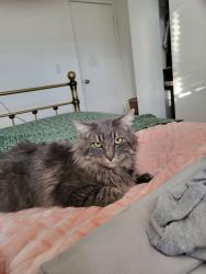 Lost Male Cat last seen 𝑴𝑰𝑳𝑳𝑺 𝑷𝑨𝑹𝑲, Carson City, NV 89701