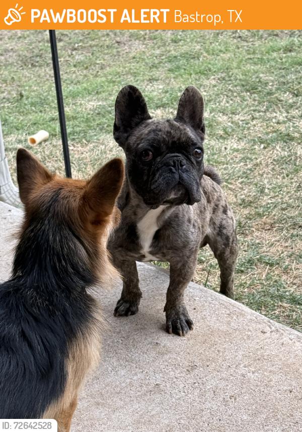 Found/Stray Male Dog last seen Andross And Sam Houston, Bastrop, TX 78602
