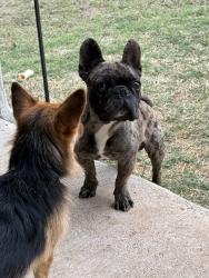Found/Stray Male Dog last seen Andross And Sam Houston, Bastrop, TX 78602