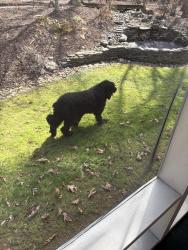 Found/Stray Male Dog last seen Brookstone and Englewood, Chapel Hill, NC 27514