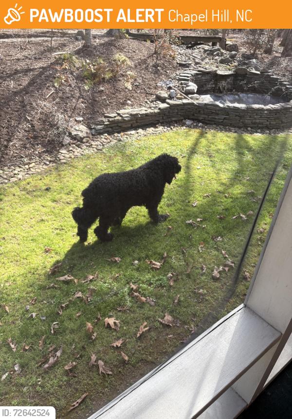Found/Stray Male Dog last seen Brookstone and Englewood, Chapel Hill, NC 27514