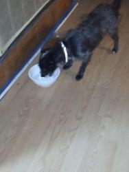 Found/Stray Male Dog last seen Near Colfax and North , Minneapolis, MN 55405