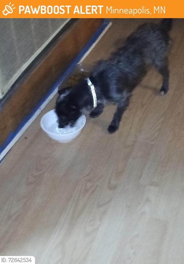 Found/Stray Male Dog last seen Near Colfax and North , Minneapolis, MN 55405