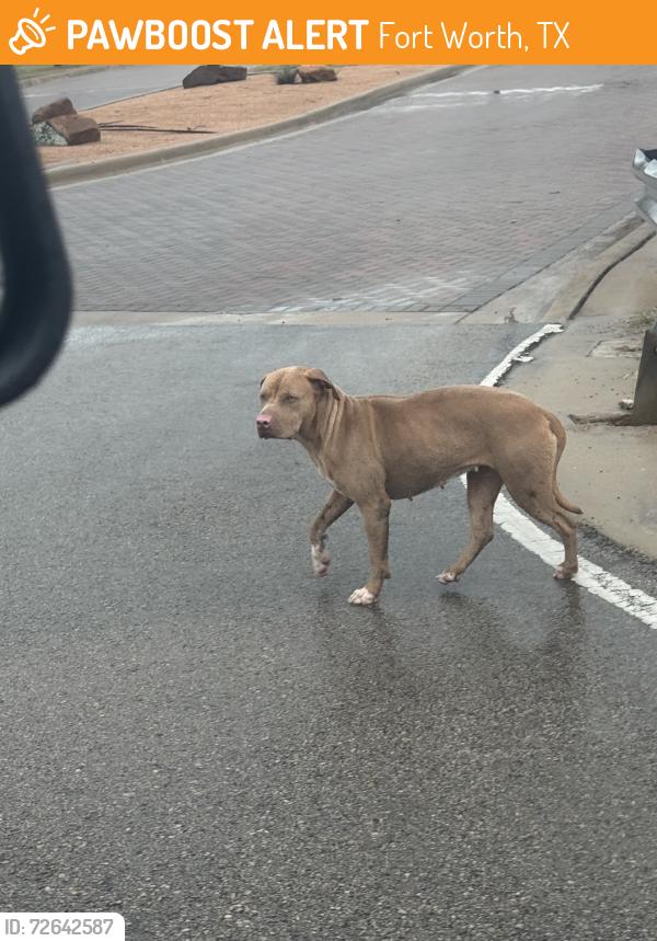 Found/Stray Female Dog last seen Near front entrance, Fort Worth, TX 76111