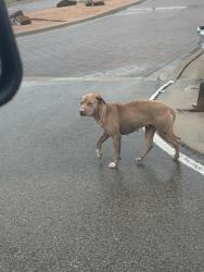 Found/Stray Female Dog last seen Near front entrance, Fort Worth, TX 76111