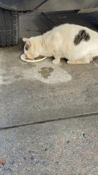 Found/Stray Male Cat last seen Underhill ave, Queens, NY 11365