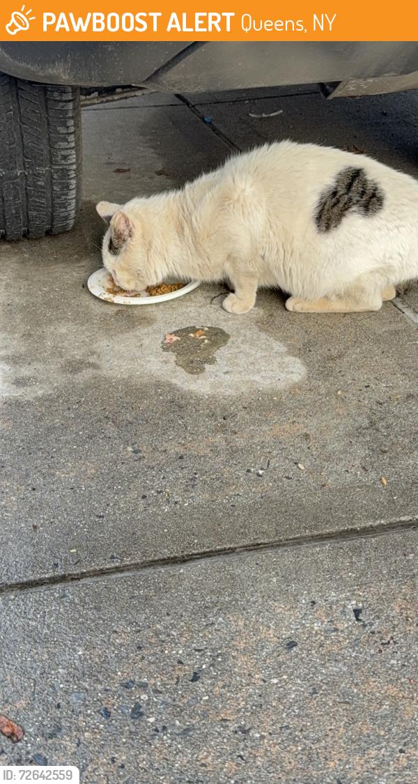 Found/Stray Male Cat last seen Underhill ave, Queens, NY 11365