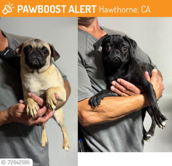 Found/Stray Female Dog last seen Near block of Cerise Ave, Hawthorne, CA 90250