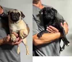 Found/Stray Female Dog last seen Near block of Cerise Ave, Hawthorne, CA 90250
