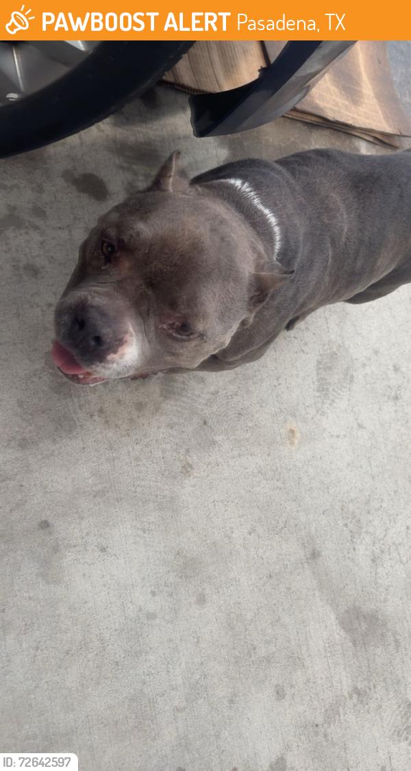 Found/Stray Female Dog last seen Jackson , Pasadena, TX 77506