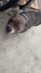 Found/Stray Female Dog last seen Jackson , Pasadena, TX 77506