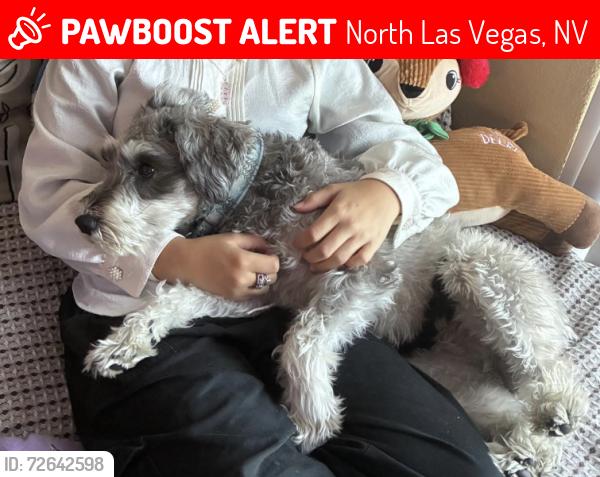 Lost Male Dog last seen W Gentle Brook St & N Gentle Falls Ln, North Las Vegas, NV 89084
