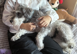 Lost Male Dog last seen W Gentle Brook St & N Gentle Falls Ln, North Las Vegas, NV 89084