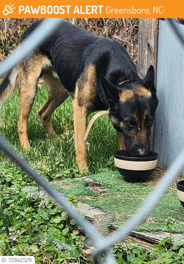 Found/Stray Male Dog last seen Westridge and Hobbs, Greensboro, NC 27410