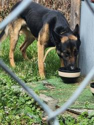 Found/Stray Male Dog last seen Westridge and Hobbs, Greensboro, NC 27410