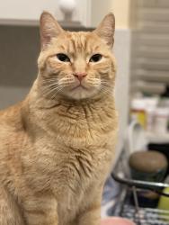 Lost Male Cat last seen Wigwam & Valle Verde, Henderson, NV 89074