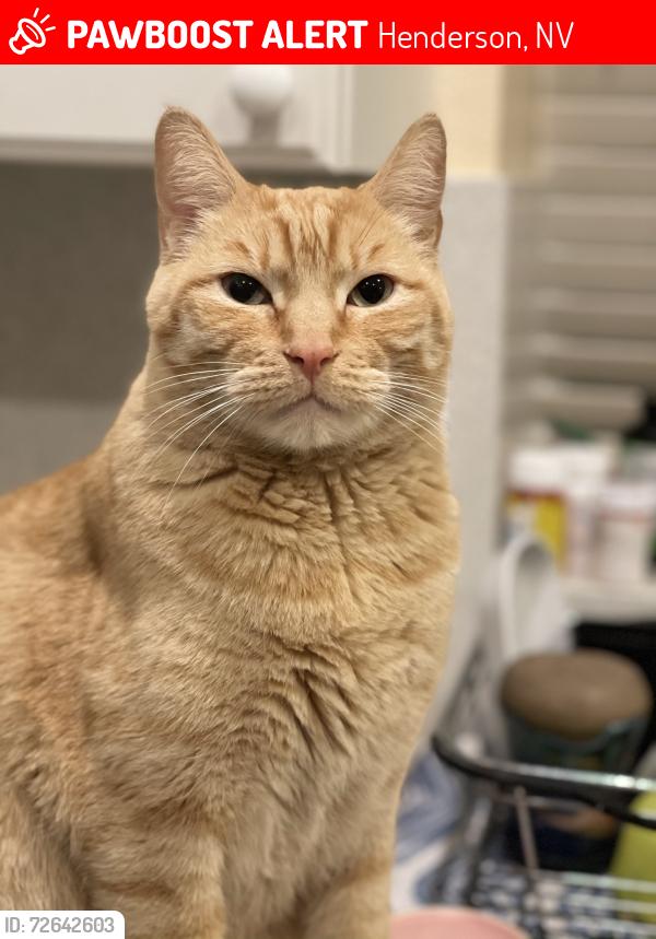 Lost Male Cat last seen Wigwam & Valle Verde, Henderson, NV 89074