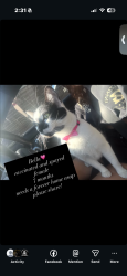 Found/Stray Female Cat last seen sierra and merrill, Fontana, CA 92335