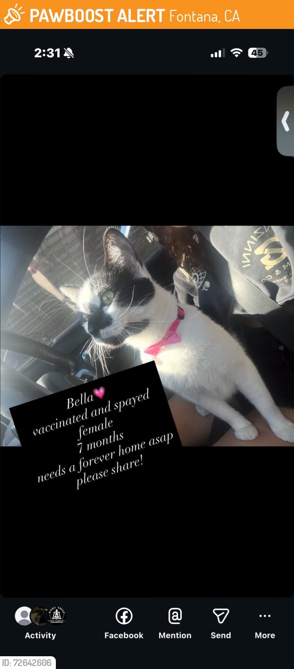 Found/Stray Female Cat last seen sierra and merrill, Fontana, CA 92335
