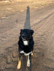Lost Male Dog last seen Road 150 and 364, Visalia, CA 93292