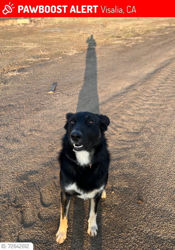Lost Male Dog last seen Road 150 and 364, Visalia, CA 93292
