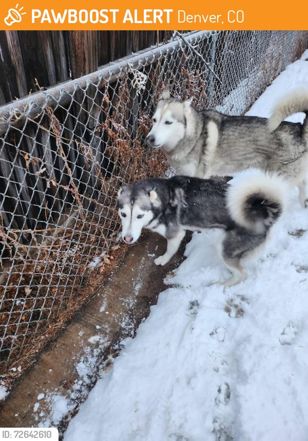 Found/Stray Male Dog last seen Vallejo St and Meadowbrook Dr , Denver, CO 80221