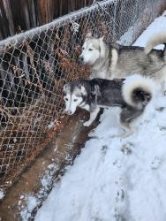 Found/Stray Male Dog last seen Vallejo St and Meadowbrook Dr , Denver, CO 80221