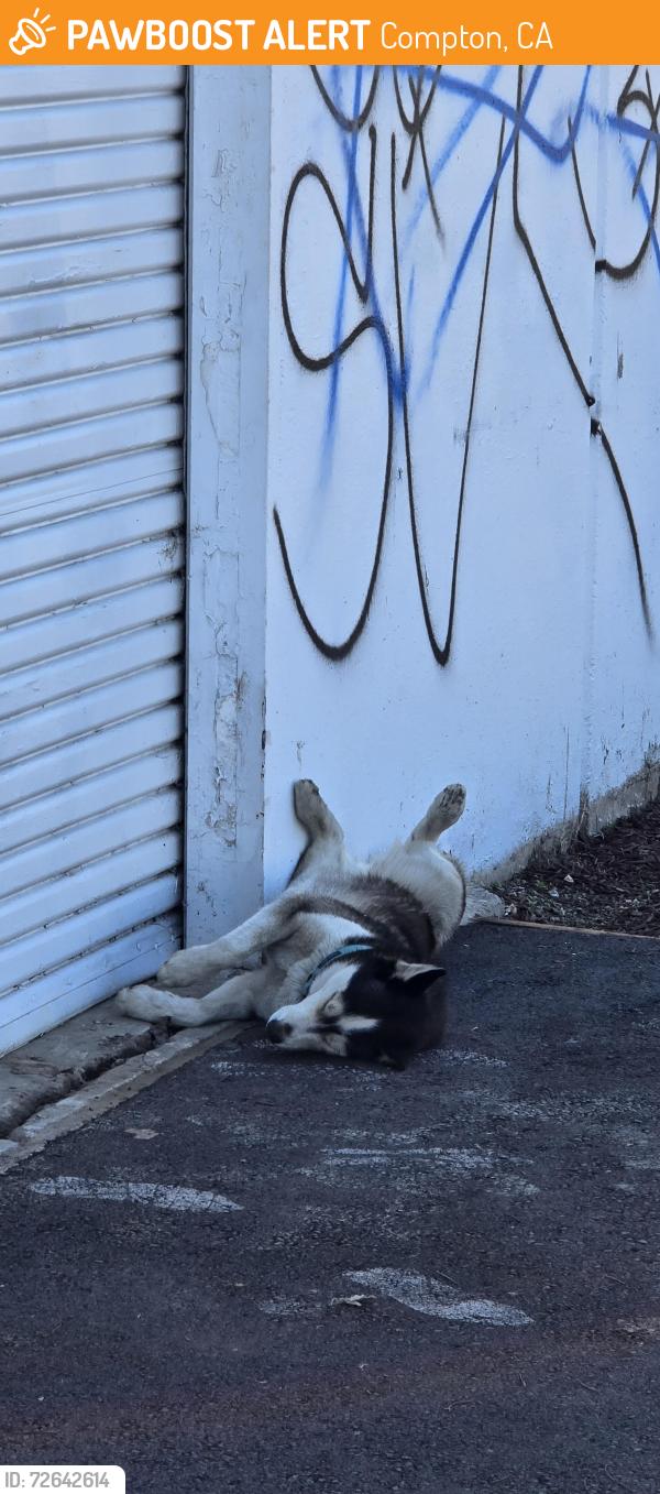 Found/Stray Unknown Dog last seen Near N Slater Ave, Compton, CA 90222, Compton, CA 90222