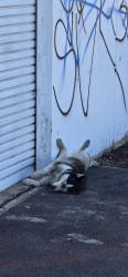 Found/Stray Unknown Dog last seen Near N Slater Ave, Compton, CA 90222, Compton, CA 90222