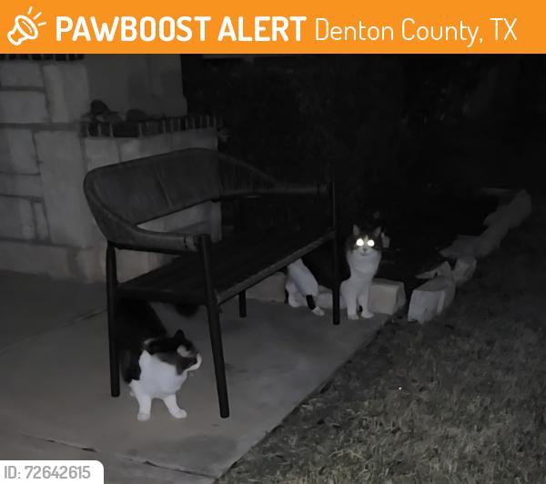 Found/Stray Unknown Cat last seen Ray Roberts dr, Denton County, TX 75036