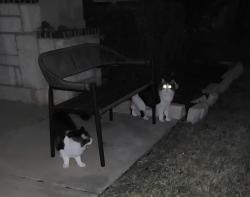 Found/Stray Unknown Cat last seen Ray Roberts dr, Denton County, TX 75036