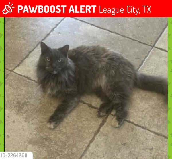 Lost Female Cat last seen westover park neighborhood by irvine park ln , League City, TX 77573