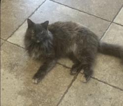 Lost Female Cat last seen westover park neighborhood by irvine park ln , League City, TX 77573