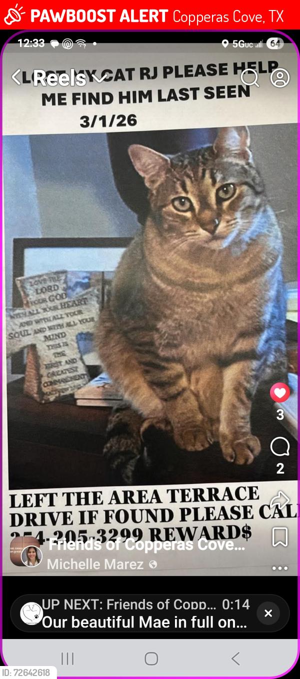 Lost Male Cat last seen Veterans , Copperas Cove, TX 76522