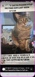 Lost Male Cat last seen Veterans , Copperas Cove, TX 76522