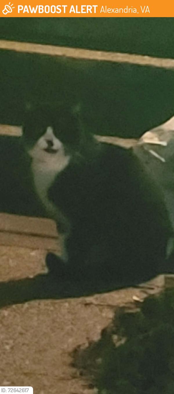 Found/Stray Unknown Cat last seen Linconia and Braddock Road, Alexandria, VA 22312